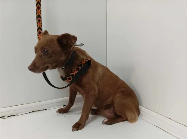 Znaleziono psa, Bytom, 29 lipca 2024 (2/2)