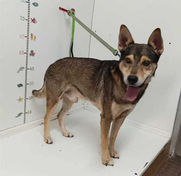 Pies do adopcji, Bytom, 29 lipca 2024