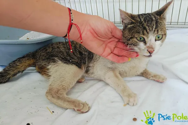 Kot do adopcji, Racławice, 26 lipca 2024 (2/3)