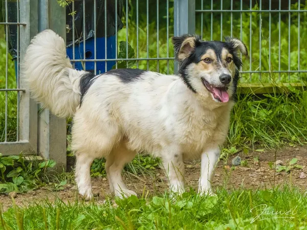 Pies do adopcji, Sopot, 30 lipca 2024 (1/5)