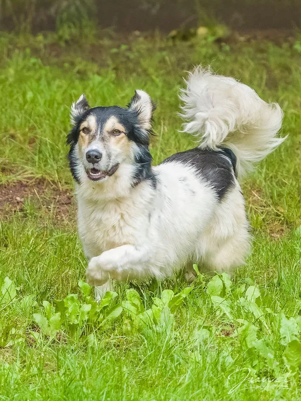 Pies do adopcji, Sopot, 30 lipca 2024 (2/5)