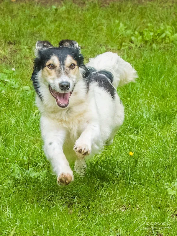 Pies do adopcji, Sopot, 30 lipca 2024 (3/5)