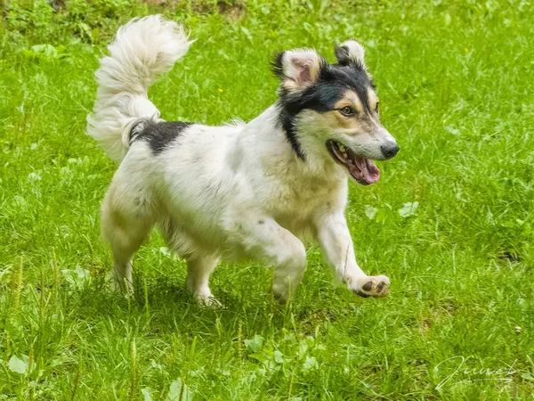 Pies do adopcji, Sopot, 30 lipca 2024 (4/5)