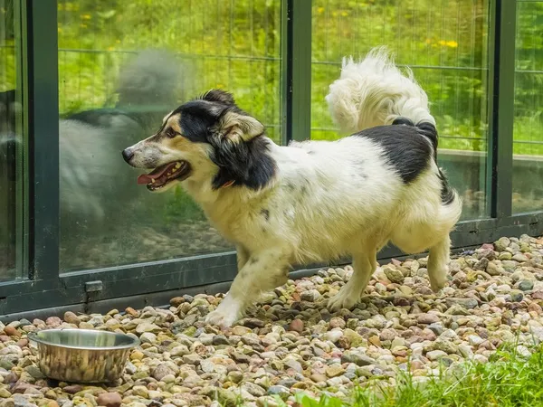 Pies do adopcji, Sopot, 30 lipca 2024 (5/5)