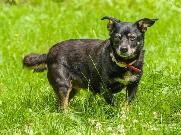 Pies do adopcji, Sopot, 30 lipca 2024 (2/5)