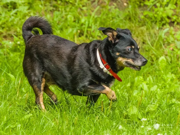 Pies do adopcji, Sopot, 30 lipca 2024 (3/5)