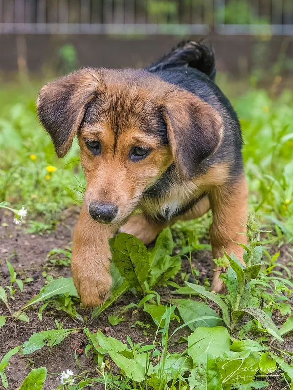 Pies do adopcji, Sopot, 30 lipca 2024 (5/5)