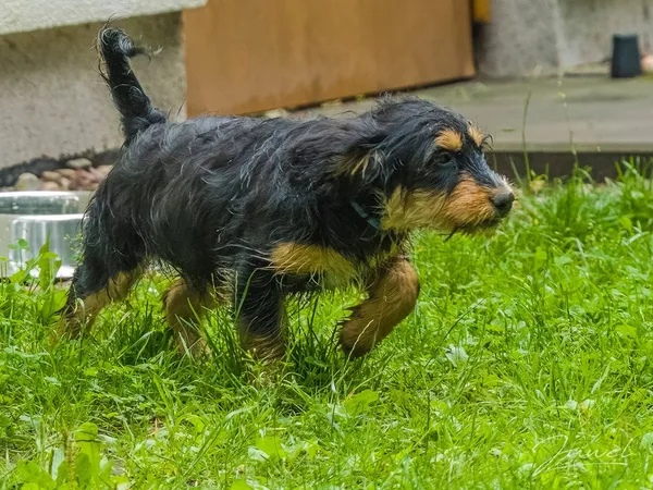 Pies do adopcji, Sopot, 30 lipca 2024 (1/5)