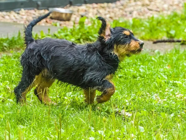 Pies do adopcji, Sopot, 30 lipca 2024 (2/5)