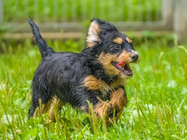 Pies do adopcji, Sopot, 30 lipca 2024 (5/5)