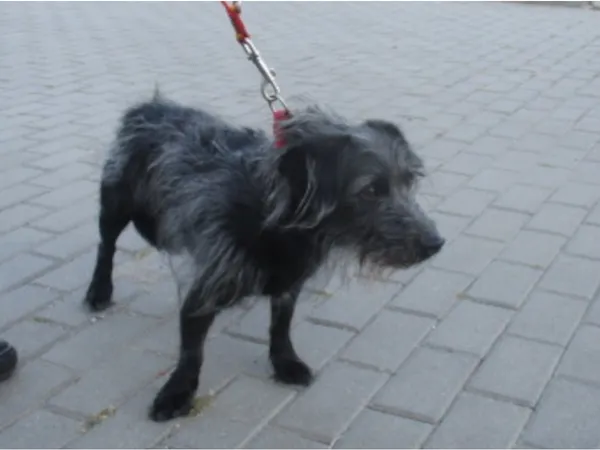 Znaleziono psa, Bydgoszcz, 29 lipca 2024