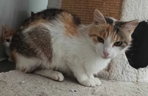 Znaleziono kota, Pieckowo, 30 lipca 2024 (1/2)