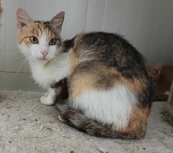 Znaleziono kota, Pieckowo, 30 lipca 2024 (2/2)