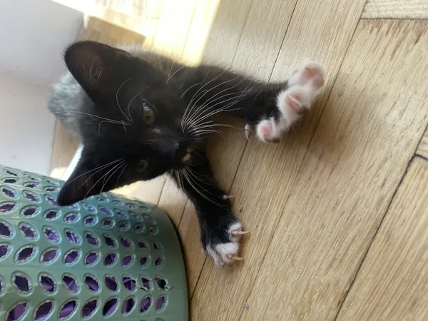 Zaginął kot, Łódź, 29 lipca 2024