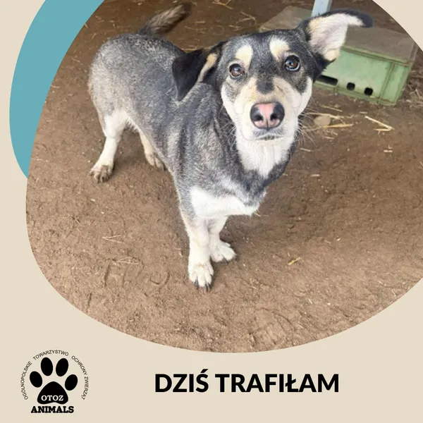 Znaleziono kota, Dąbrówka, 14 stycznia 2026