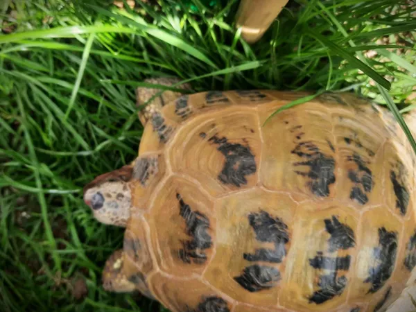 Znaleziono zwierzę, Lublin, 30 lipca 2024