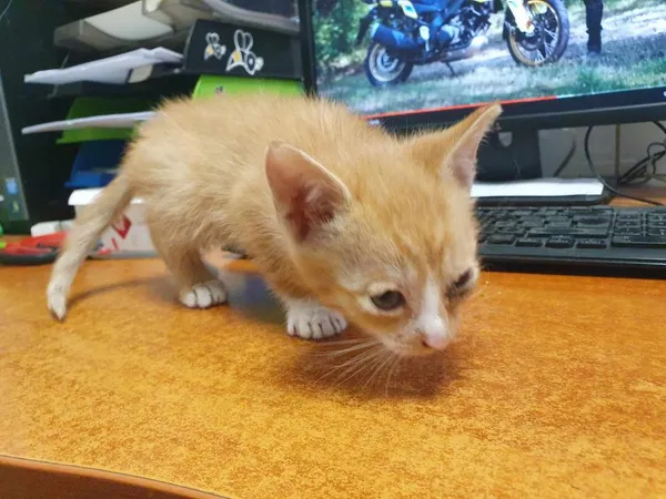 Znaleziono kota, Toruń, 28 lipca 2024