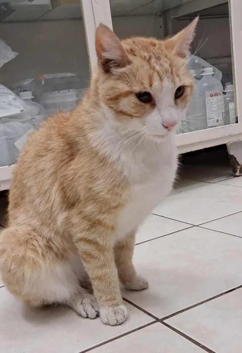 Znaleziono kota, Toruń, 28 lipca 2024