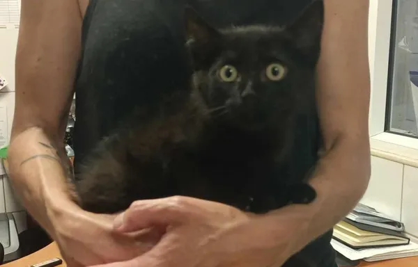 Znaleziono kota, Toruń, 27 lipca 2024