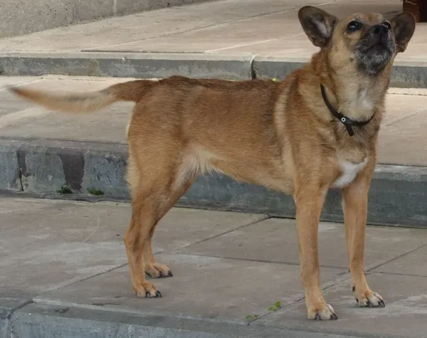 Znaleziono psa, Gdańsk, 30 lipca 2024