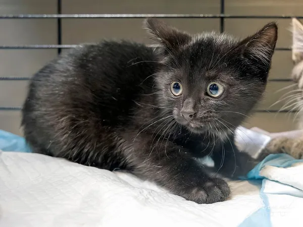 Kot do adopcji, Sopot, 30 lipca 2024 (3/5)