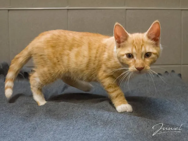 Kot do adopcji, Sopot, 30 lipca 2024 (1/5)