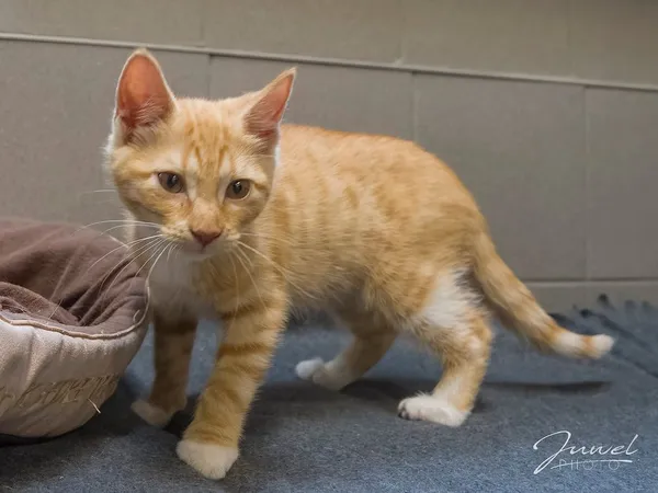 Kot do adopcji, Sopot, 30 lipca 2024 (2/5)