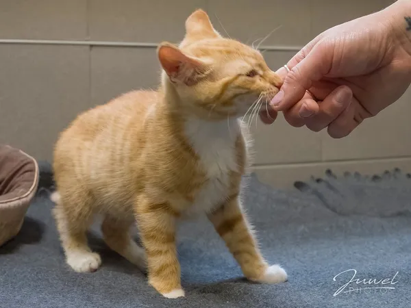 Kot do adopcji, Sopot, 30 lipca 2024 (4/5)