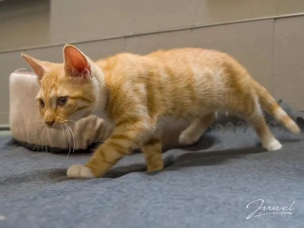 Kot do adopcji, Sopot, 30 lipca 2024 (5/5)