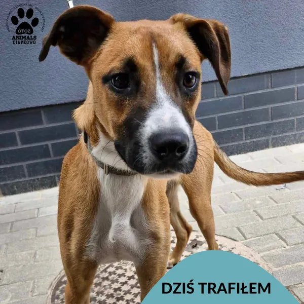 Znaleziono psa, Gdynia, 19 lipca 2024