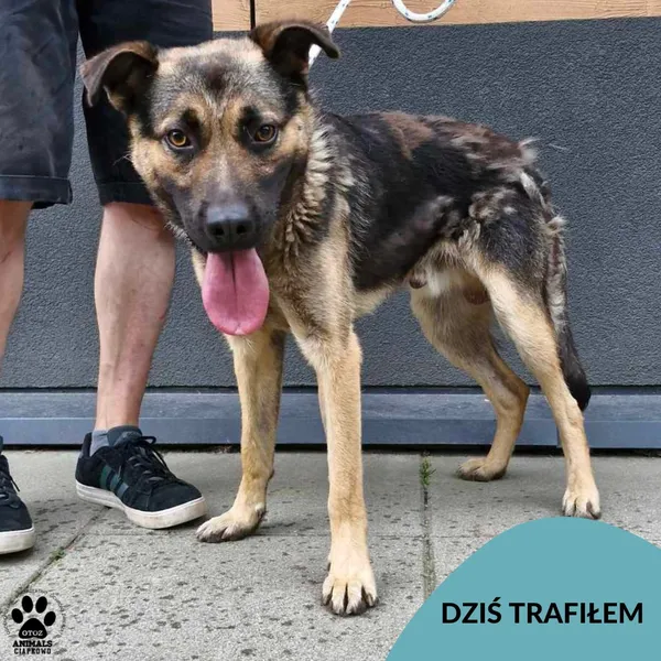 Znaleziono psa, Gdynia, 17 lipca 2024