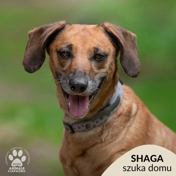 Pies do adopcji, Gdynia, 30 lipca 2024 (1/4)