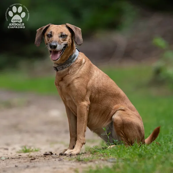 Pies do adopcji, Gdynia, 30 lipca 2024 (2/4)