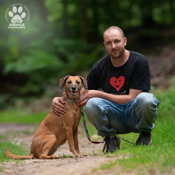 Pies do adopcji, Gdynia, 30 lipca 2024 (3/4)