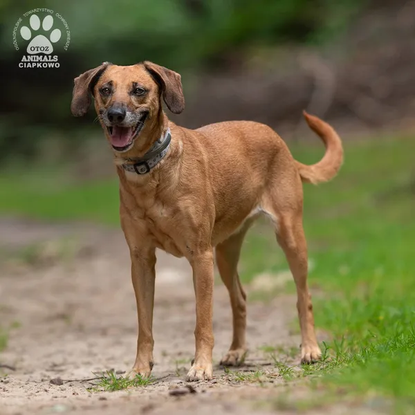 Pies do adopcji, Gdynia, 30 lipca 2024 (4/4)