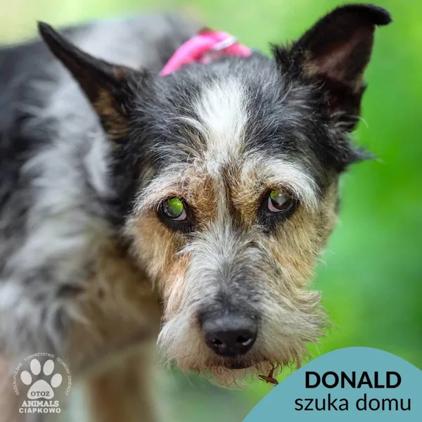 Pies do adopcji, Gdynia, 30 lipca 2024 (1/4)