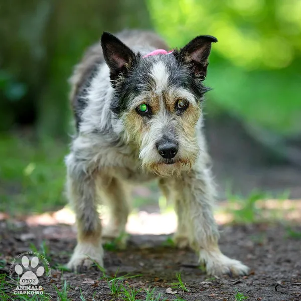 Pies do adopcji, Gdynia, 30 lipca 2024 (2/4)