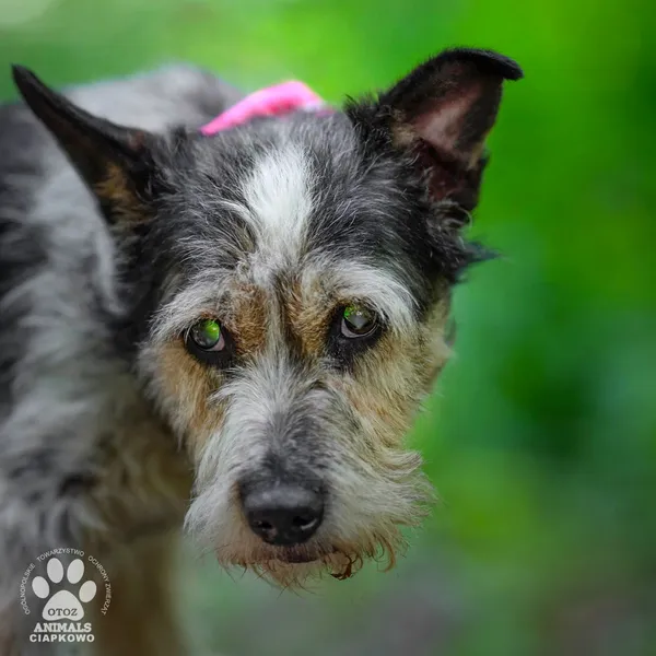 Pies do adopcji, Gdynia, 30 lipca 2024 (4/4)