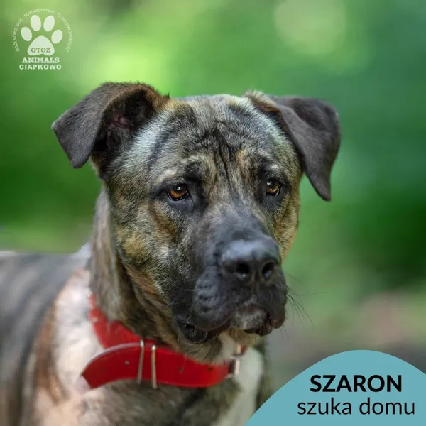 Pies do adopcji, Gdynia, 30 lipca 2024 (1/4)