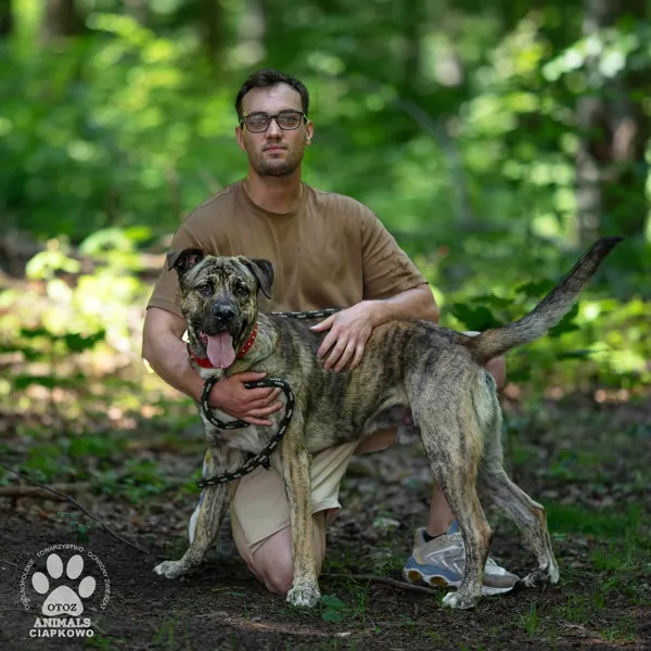 Pies do adopcji, Gdynia, 30 lipca 2024 (4/4)