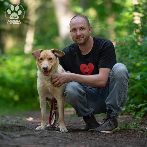 Pies do adopcji, Gdynia, 30 lipca 2024 (2/4)