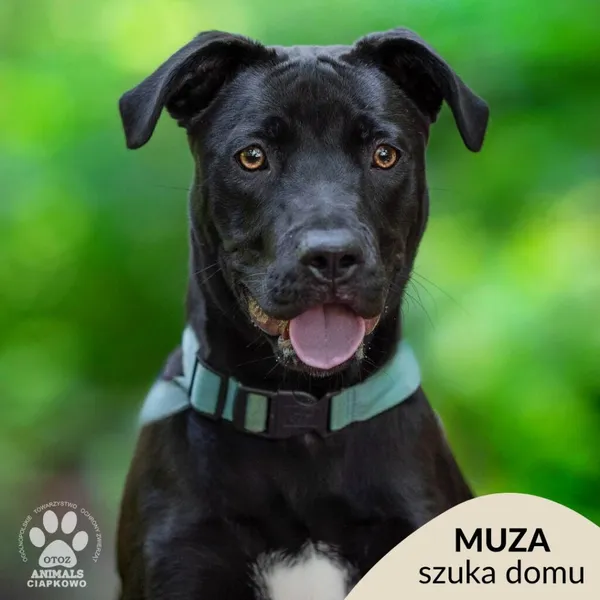 Pies do adopcji, Gdynia, 30 lipca 2024 (1/4)