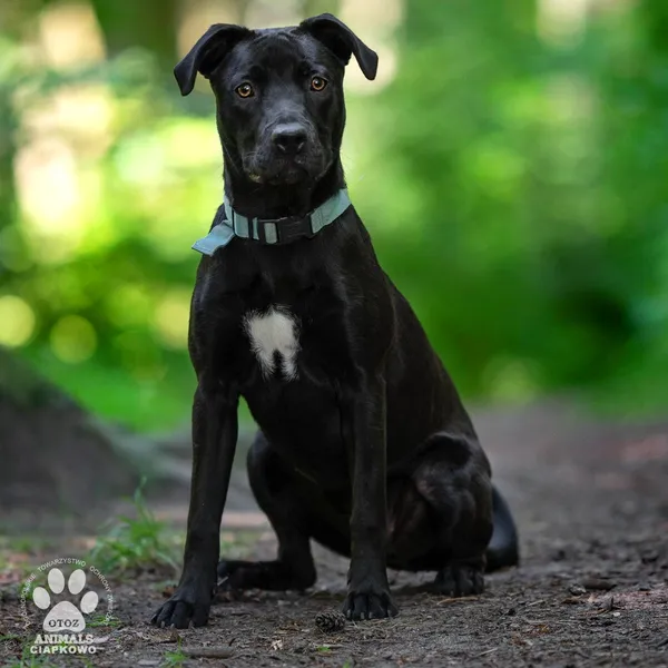 Pies do adopcji, Gdynia, 30 lipca 2024 (3/4)