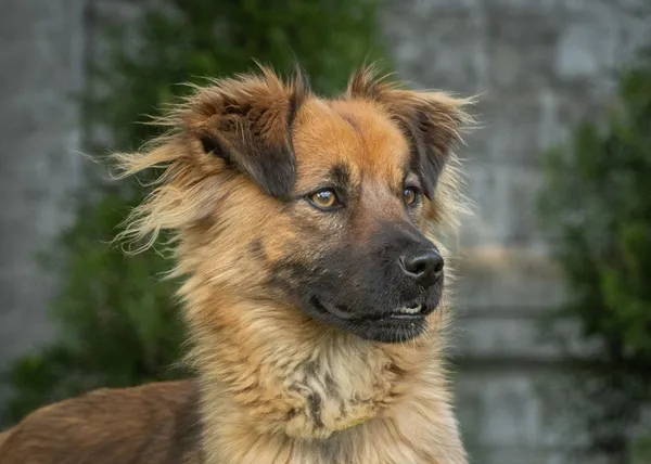 Pies do adopcji, Bełchatów, 26 marca 2024 (1/5)