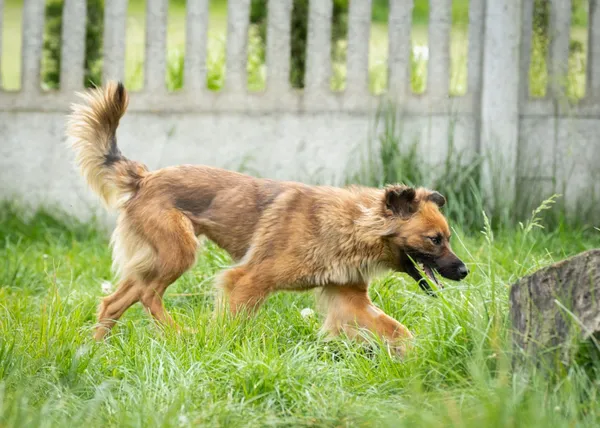 Pies do adopcji, Bełchatów, 26 marca 2024 (5/5)