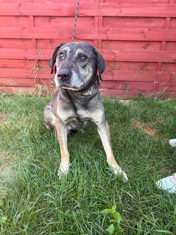 Znaleziono psa, Czartki, 30 lipca 2024