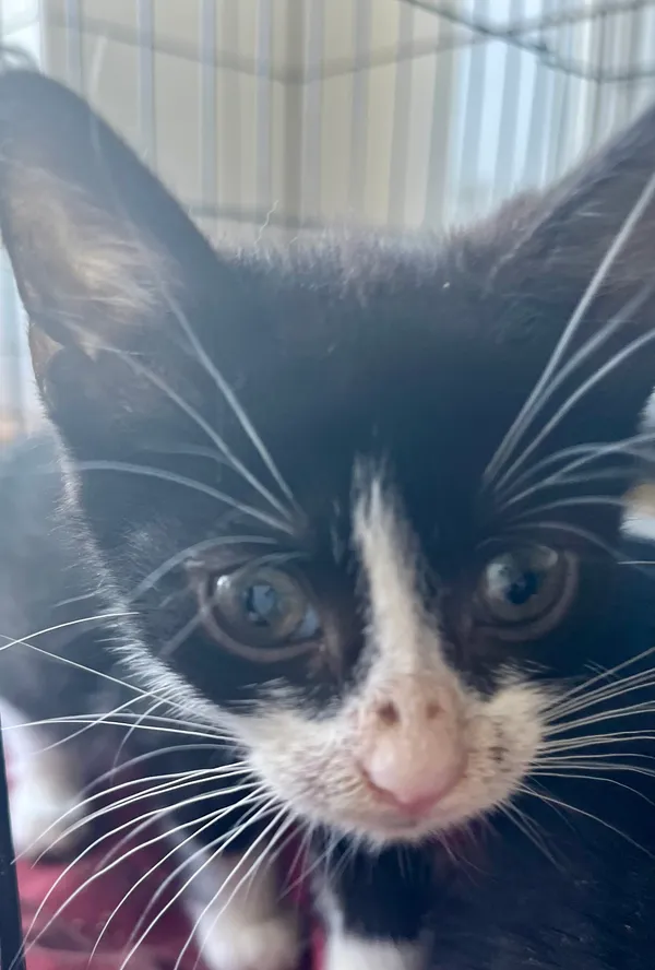 Kot do adopcji, gmina Dobra (Szczecińska), 11 czerwca 2024