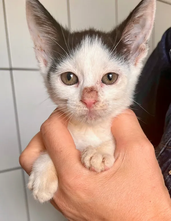 Kot do adopcji, gmina Dobra (Szczecińska), 13 czerwca 2024