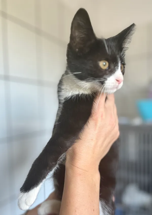 Kot do adopcji, gmina Dobra (Szczecińska), 2 lipca 2024