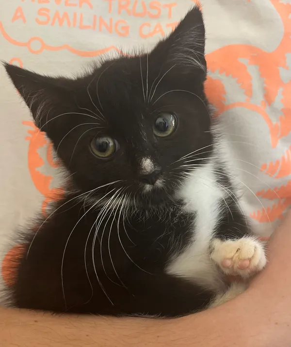 Kot do adopcji, gmina Dobra (Szczecińska), 9 lipca 2024